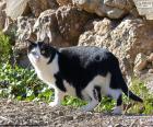 Gato preto e branco com um passeio pelo campo