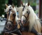 Cavalos de esboço