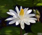 Lírio de água ou nenúfar é uma planta aquática, aqui vemos uma flor branca