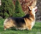 Welsh corgi pembroke