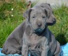 Dois bonitos filhotes de Thai Ridgeback