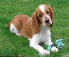 Um cachorro muito brincalhão Springer spaniel Galês