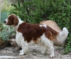 O Springer Spaniel de Gales é um meio de tamanho de cão originário do país de Gales