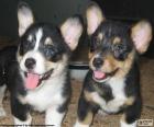 Dois filhotes de cachorro cute Welsh Corgi Cardigan