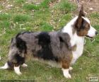 O Welsh Corgi Cardigan é uma raça de cão pequeno originários do país de Gales