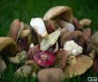 Cogumelos de vários tipos