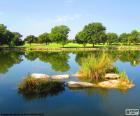 Vegetação, reflectida na água calma de um lago ou lagoa