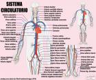 Sistema circulatório (espanhol)
