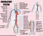 Sistema cardiovascular com artérias e veias principais. Sistema circulatório. (Em inglês)