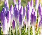 Lindas flores de açafrão com as pétalas fechadas, molhado pelo orvalho da manhã