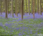 Floresta Hallerbos, Bélgica