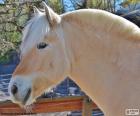 Bela cabeça de cor bege clara de um cavalo