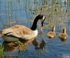 Ganso do Canadá no lago com suas duas galinhas