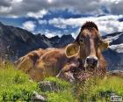 Vaca, repousando sobre uma alta montanha no Prado de verão