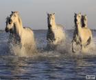 Cavalos na água