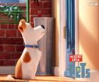 Max esperando na frente da porta, é o principal protagonista do filme de animação Pets, A Vida Secreta dos Bichos