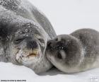 Um filhote de foca beija sua mãe na Antártida