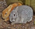 Um casal de coelhos