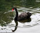 Cisne-negro a nadar em uma lagoa tranquila, esta espécie é nativa da Austrália