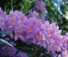 Flor roxa do arbusto da azálea pode ser encontrado nos jardins