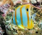 Bonito e colorido Peixe borboleta, é um peixe tropical dos recifes do Oceano Atlântico, Índico e Pacífico