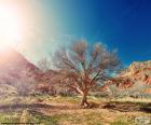 Árvore sem folhas no sol em uma paisagem de semi-deserto