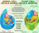 Diferença entre célula animal e célula vegetal. Ambos são eucarióticos, existem diferenças entre os dois (ver imagem). Células vegetais são retangulares e o animal é irregular