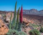 Tajinaste vermelho, Tenerife