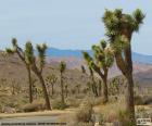 Árvore de Josué no deserto de Mojave, nos Estados Unidos, também pode ser encontrado em alguns Estados do México