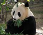 Um panda-gigante come bambu, seu principal alimento. Ele vive em seis regiões montanhosas da China