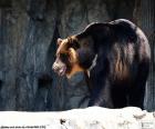 Urso-negro-asiático