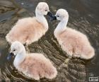 Três pequenos cisnes na água