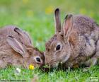 Dois coelhos juntos comendo no pasto