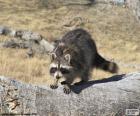 O Guaxinim é um animal da florestas do continente americano