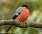 O dom-fafe é uma espécie de Europa e Ásia. O macho tem o peito cor de laranja