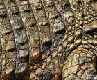 Pele de crocodilo