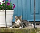 Gato e vaso de flores