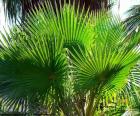 Washingtonia folhas