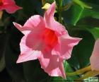 Uma flor rosa de Dipladenia, é uma planta de clima temperada