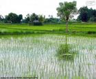 Campo de arroz, Indonésia