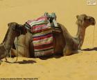 Dois camelos, descansando no deserto