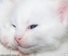 Cara de gato branco