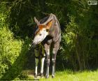 O okapi é um mamífero. É um parente da girafa. Ele vive nas florestas tropicais do norte da República Democrática do Congo