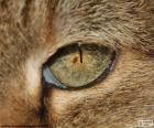 Olho de gato