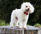 Um filhote simpático poodle branco