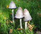 Coprinus comatus, é um cogumelo comestível