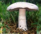 Agaricus campestris