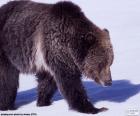 O urso-cinzento é uma grande subespécie do urso-pardo que habita a América do Norte