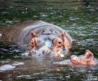 Dois hipopótamos na água, é um animal semi-aquático que vive em rios e lagos