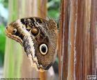 Uma linda borboleta-coruja, nomeado para a semelhança de suas asas aos olhos de corujas